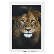 Malen nach Zahlen - Löwe mit sanftem Blick